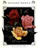 Lord Charlemont rose photo