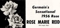 Rose Marie Reid rose photo