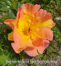 Stephen Fry rose photo
