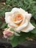 Pretty Lady ™ rose photo