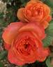 Brindabella Brilliance rose photo