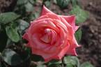Die Welt ® rose photo