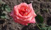 Die Welt ® rose photo