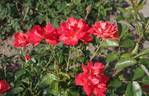 Lidka rose photo