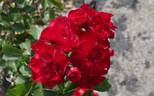 Mephisto rose photo