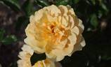 Sommerliebe rose photo