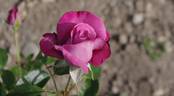 Blue River ® rose photo
