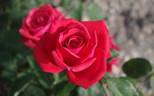 Komet rose photo