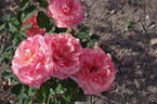 Taifun rose photo