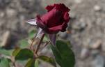 Black Night ® rose photo