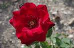 Black Night ® rose photo