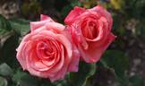 Dolce Vita ® rose photo
