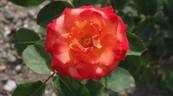 France Libre ® rose photo