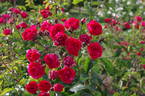 Orange Triumph, Cl. rose photo