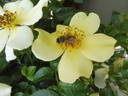 Bee Gold rose photo