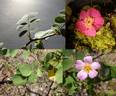 <i>Rosa californica</i> f. <i>nana</i> rose photo