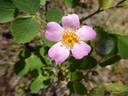 <i>Rosa californica</i> f. <i>nana</i> rose photo