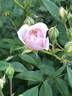 Thornless Wonder rose photo