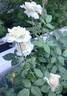 Shizuku rose photo