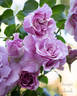 Stranger rose photo