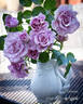 Stranger rose photo