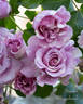 Stranger rose photo