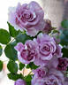 Stranger rose photo
