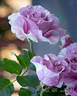 Stranger rose photo