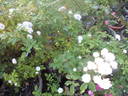 Sequoia Greenfield rose photo