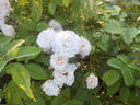 Sequoia Greenfield rose photo
