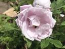 Snow Pavement rose photo