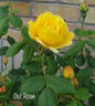 Our Rose rose photo