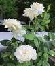 Shizuku rose photo