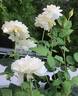 Shizuku rose photo