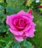 Hot Princess rose photo
