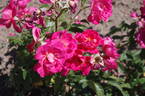 Jane Lazenby rose photo