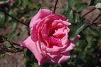 Bel Ange rose photo