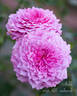 Anhle rose photo