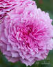 Anhle rose photo