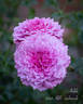 Anhle rose photo