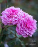 Anhle rose photo
