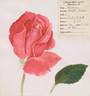 South Seas rose photo