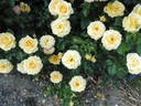 Atco Royale rose photo
