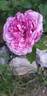 Rembrandt rose photo