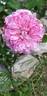 Rembrandt rose photo