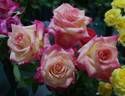 Diana, Princess of Wales ™ rose photo