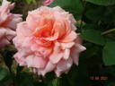 Budateteni rose photo