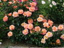 Mamma Mia! rose photo