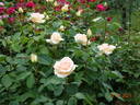 Osiana ™ rose photo