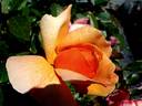 Francoise Berville ® rose photo